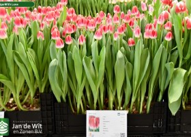 Tulipa With Love (1)